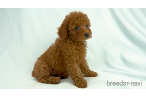 成約済の東京都のトイプードル-154171の2枚目